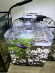 Kit mini aquarium nanbor avec système de filtrage et lampe led – Forsa-Store Tunisie