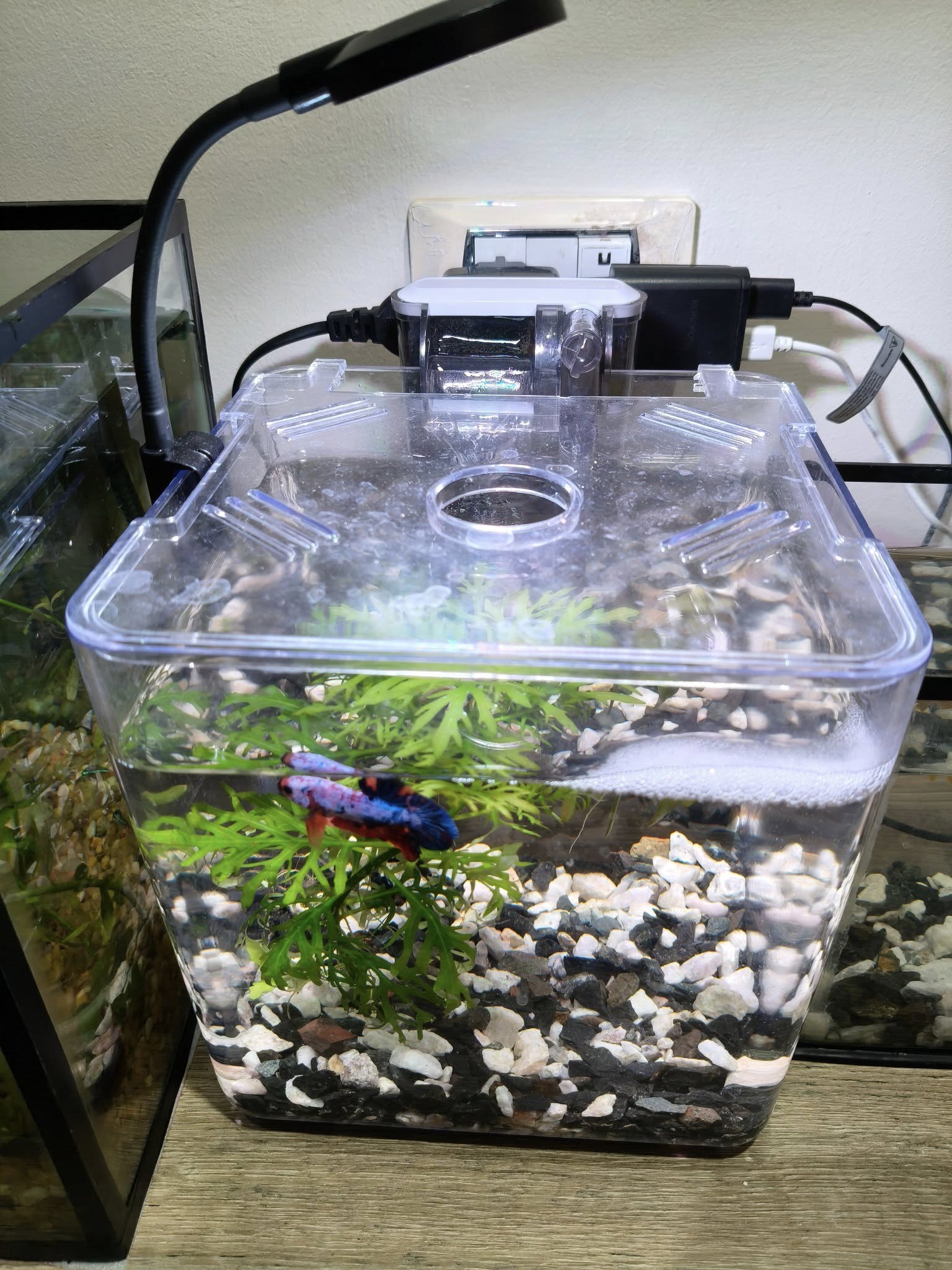 Kit mini aquarium nanbor avec système de filtrage et lampe led – Forsa-Store Tunisie - 6 Kit mini aquarium nanbor avec système de filtrage et lampe led – Forsa-Store Tunisie